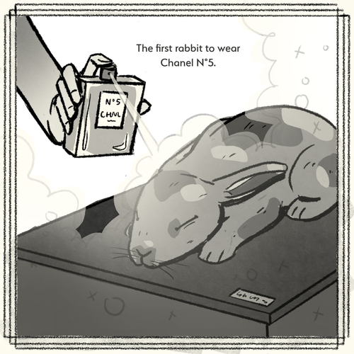 The first rabbit to wear Chanel number 5.