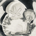 A black and white photograph of shell mementos from the beach.